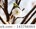 Hanamomo Terute White 143746464