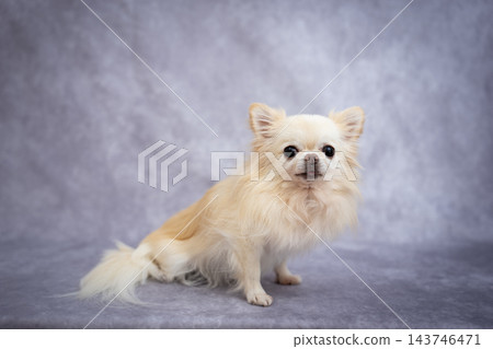 一隻吉娃娃犬在室內攝影棚裡坐著擺姿勢。 一隻吉娃娃犬在室內攝影棚裡坐著擺姿勢。 143746471