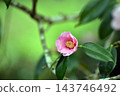 山茶花開始盛開了。 143746492