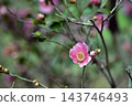 山茶花開始盛開了。 143746493