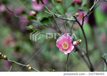 山茶花開始盛開了。 山茶花開始盛開了。 143746493