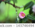 山茶花開始盛開了。 143746494