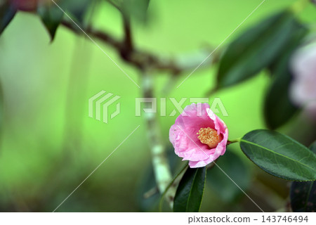 山茶花開始盛開了。 山茶花開始盛開了。 143746494