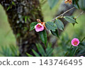 山茶花開始盛開了。 143746495