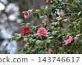 山茶花 143746617