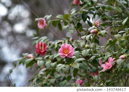 山茶花 山茶花 143746617