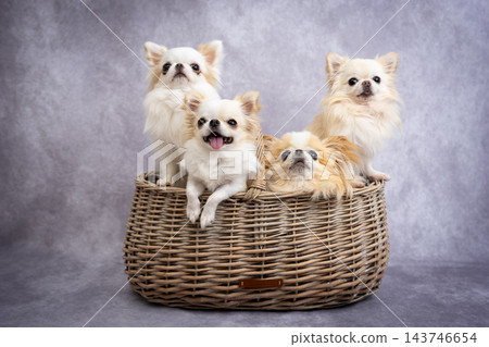 籃子裡的一隻吉娃娃犬目不轉睛地盯著鏡頭。 143746654