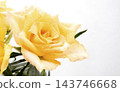 Beautiful yellow roses stand out against a white background, copy space on the right. 143746668
