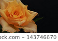 A close-up of a yellow rose against a jet-black background, with fresh, vibrant petals. 143746670