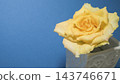 Yellow roses stand out against a blue background, creating a copy space with vibrant complementary color contrast. 143746671