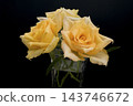 Three yellow roses stand out against a black background; a beautiful bouquet in a horizontal copy space. 143746672