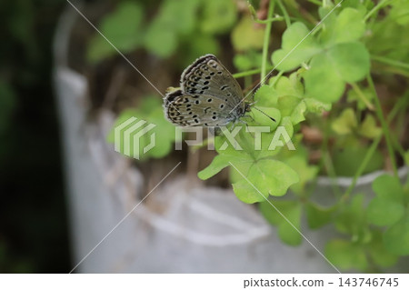 一隻日本草藍蝶停在春天花園裡生長的酢漿草的綠葉上。 143746745