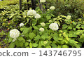 White hydrangeas blooming after the rain and fresh greenery 143746795