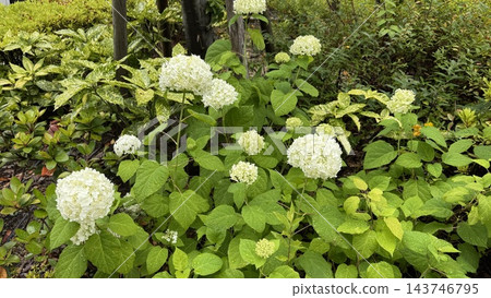 White hydrangeas blooming after the rain and fresh greenery White hydrangeas blooming after the rain and fresh greenery 143746795