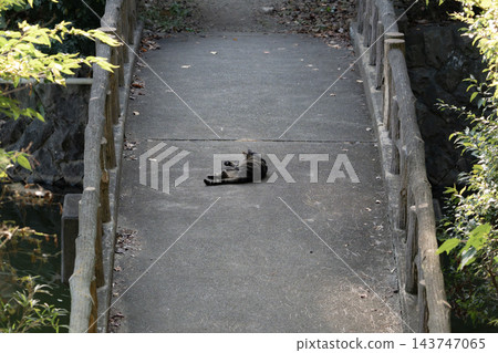 一隻貓在橋中央打滾 一隻貓在橋中央打滾 143747065