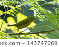 日本繡眼鳥在樹枝間飛來飛去 143747069