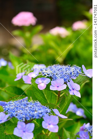 興聖寺（新潟縣三條市）盛開的紫色繡球花 143747081