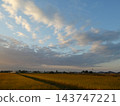 初秋時節，夕陽西下，稻田綿延。 143747221