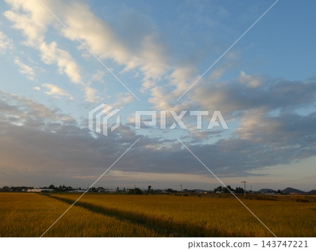 初秋時節,夕陽西下,稻田綿延。 初秋時節,夕陽西下,稻田綿延。 143747221