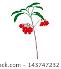 Hand-painted Ardisia crenata with red berries and leaves on the branches 143747232