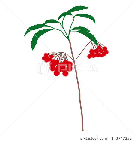 Hand-painted Ardisia crenata with red berries and leaves on the branches 143747232