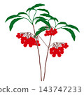 Hand-painted Ardisia crenata with red berries and leaves, two branches 143747233