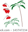 Hand-painted Ardisia crenata plant parts set (berries, branches, and leaves) 143747234
