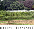 日本鄉村風景與野生鳥類的場景 143747341