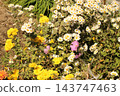 秋季野生菊花,色彩繽紛 秋季野生菊花,色彩繽紛 143747463