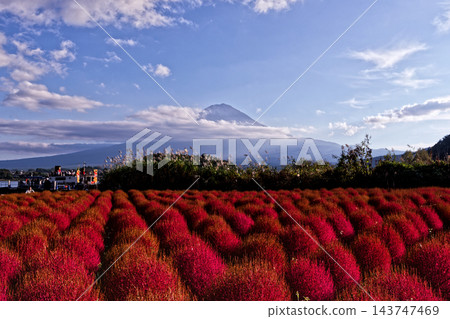大石公園的掃帚草和富士山,河口湖 大石公園的掃帚草和富士山,河口湖 143747469