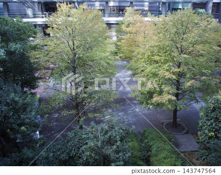 建築群庭院及週邊廣場景觀種植的樹木 143747564