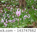 Dogtooth violet flowers growing in clusters in the spring forest 143747662