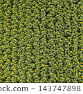 farm field, agriculture, view from above 143747898
