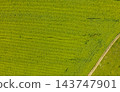 farm field, agriculture, view from above 143747901