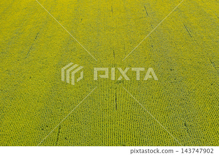 farm field, agriculture, view from above farm field, agriculture, view from above 143747902