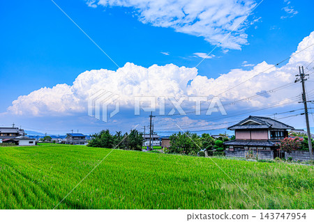 在湛藍的天空下,高聳的積雨雲,構成了一幅生機勃勃的夏日鄉村景色,這是一幅典型的日本風光。 在湛藍的天空下,高聳的積雨雲,構成了一幅生機勃勃的夏日鄉村景色,這是一幅典型的日本風光。 143747954
