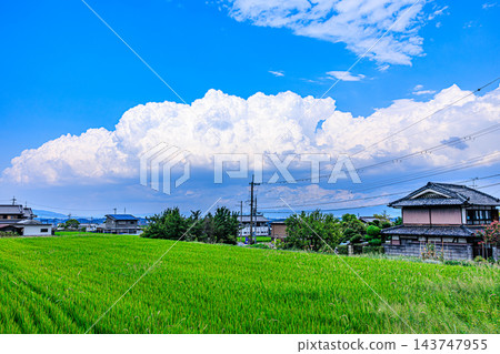 寧靜的鄉村景色,懷舊的夏日天空和鬱鬱蔥蔥的稻田。 寧靜的鄉村景色,懷舊的夏日天空和鬱鬱蔥蔥的稻田。 143747955