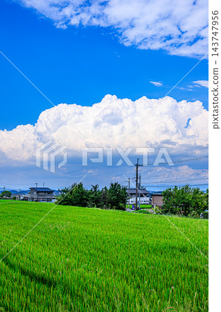一幅充滿懷舊氣息的日本夏日景象，由高聳的積雨雲和鬱鬱蔥蔥的稻田構成。 143747956