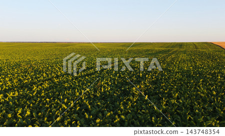 Green sugar beet field growing under sunlight, a healthy crop cultivating food for sustainable agriculture Green sugar beet field growing under sunlight, a healthy crop cultivating food for sustainable agriculture 143748354