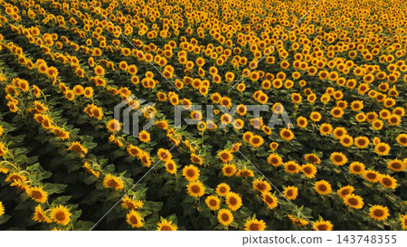 Sunflower field with many blooming yellow flowers in rows, representing agriculture, nature, and summer abundance Sunflower field with many blooming yellow flowers in rows, representing agriculture, nature, and summer abundance 143748355