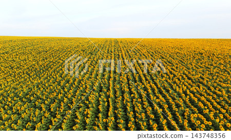 Sunflower field in rows under clear sky, summer agriculture landscape, cultivating helianthus plants for harvest Sunflower field in rows under clear sky, summer agriculture landscape, cultivating helianthus plants for harvest 143748356
