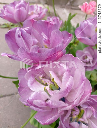 Beautiful pink purple double peony flowered tulips blooming in a garden Beautiful pink purple double peony flowered tulips blooming in a garden 143748379