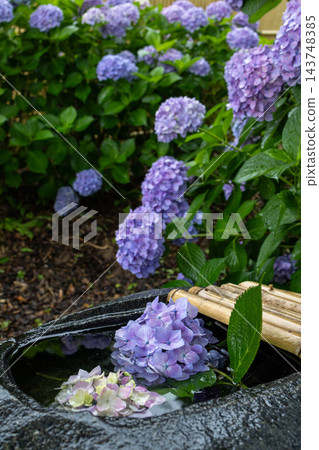 日式花園,水池中漂浮著繡球花,周圍環繞著竹子。 日式花園,水池中漂浮著繡球花,周圍環繞著竹子。 143748385