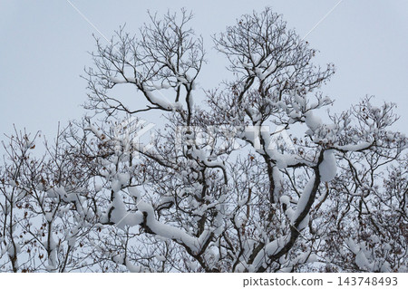 樹枝上積滿了雪。 樹枝上積滿了雪。 143748493