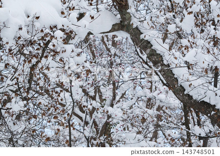 樹枝上積滿了雪。 樹枝上積滿了雪。 143748501