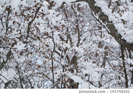 樹枝上積滿了雪。 143748502