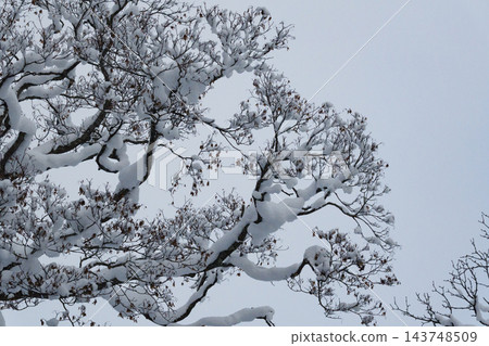 樹枝上積滿了雪。 樹枝上積滿了雪。 143748509