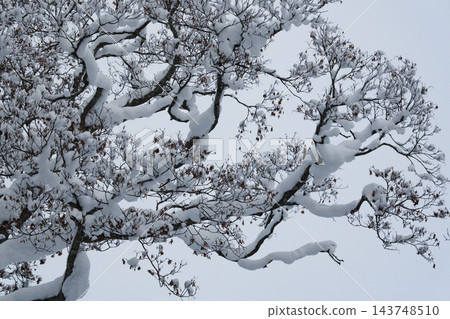 樹枝上積滿了雪。 樹枝上積滿了雪。 143748510