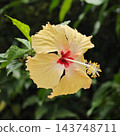 Beautiful vibrant peach-colored hibiscus flower blooming with a vintage aesthetic feel. 143748711