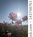 Cosmos flowers bathed in sunlight 143748763